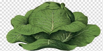 Vegetables , geen cabbage D illustration transparent background PNG clipart