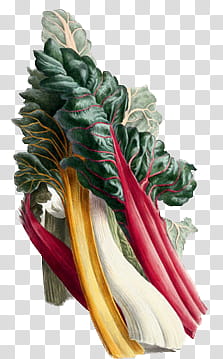 Vegetables , green and yellow leaves transparent background PNG clipart