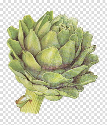 Vegetables , green flower transparent background PNG clipart