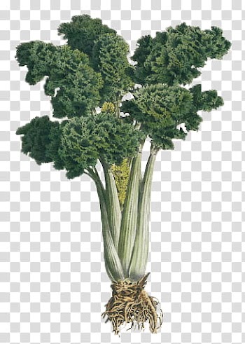 Vegetables , green vegetable transparent background PNG clipart