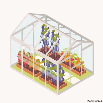 Vegetables growing in boxes with soil inside glass greenhouse