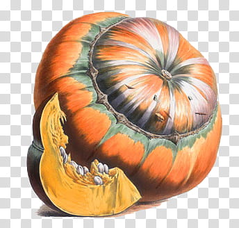 Vegetables , orange and gray squash transparent background PNG clipart