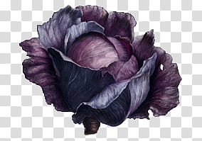 Vegetables , purple cabbage transparent background PNG clipart