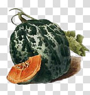 Vegetables , squash D illustration transparent background PNG clipart