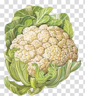 Vegetables , white cauli flower vegetable transparent background PNG clipart