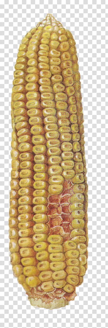 Vegetables , yellow corn transparent background PNG clipart