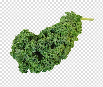 Vegetarian cuisine Curly kale Leaf vegetable, vegetable transparent background PNG clipart