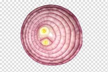 Vegetarian cuisine Shallot Red onion Vegetable Yellow onion, onion transparent background PNG clipart