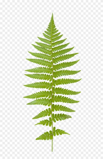 Vegetation Fern 01 - Vintage Leaf Print