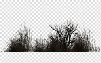 Vegetation Shrub Plant Tree Winter, plant transparent background PNG clipart