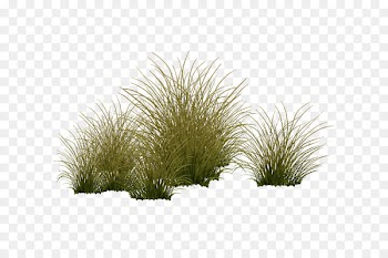 Vegetation Shrubland Tree Grasses Plant - Aquatic plants 