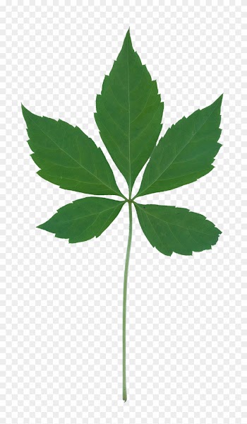 Vegetation Smallplant 03 - Leaf