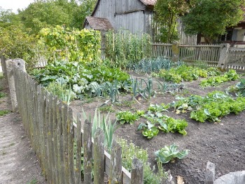 veggie_garden.JPG