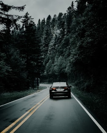 Vehicle On The Road Between High Trees 