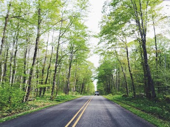 Vehicle Passing by on Road Underneath Trees