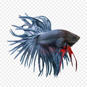 Veiltail Siamese fighting fish - Betta PNG Image 
