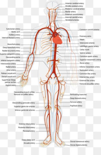 Vein Circulatory system Blood vessel Heart - neck bloodstain 