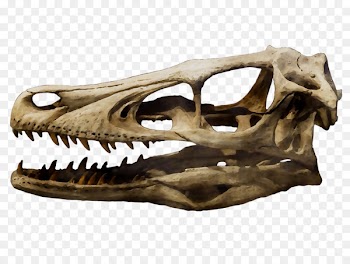 Velociraptor Achillobator Tyrannosaurus Skull Dinosaur -  