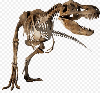 Velociraptor Tyrannosaurus Skeleton Dinosaur Theropods -  