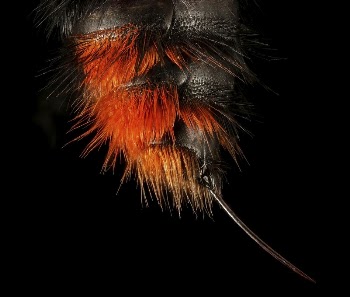 Velvet Ant, F, Stinger, Hot | Free Photo - rawpixel