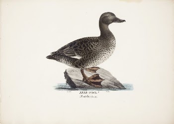 Velvet scoter, female, 1828 - | Free Photo - rawpixel