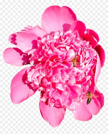 Velvety Peony With Two Bees Png By Bunny With Camera - Clip Art