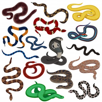 Venomous snakes cartoon set Free Vector