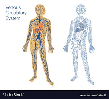 Venous circulatory system vector image