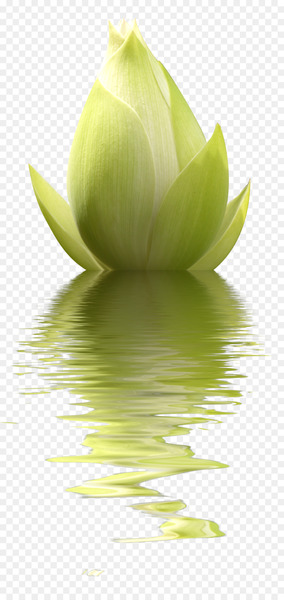 Venus Full moon Taurus Virgo Apparent retrograde motion - Lotus 
