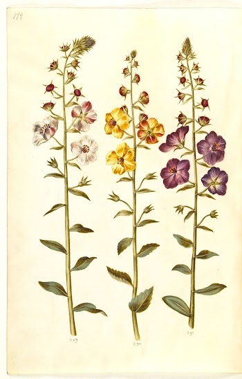Verbascum blattaria (cluster royal candle);Verbascum | Free Photo - rawpixel