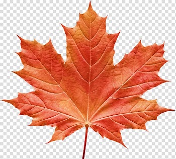 Vermont Maple Festival Maple leaf Portable Network Graphics, Leaf transparent background PNG clipart