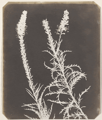 Veronica in Bloom (between 1843 | Free Photo - rawpixel