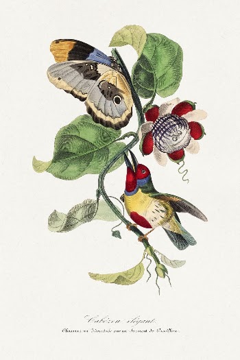 Versicolored barbet bird painting, Le | Free Photo Illustration - rawpixel