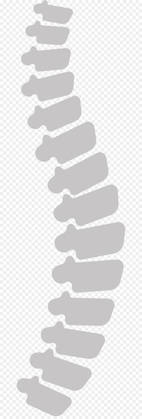 Vertebral column Euclidean vector Human body - Human spine 