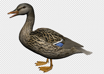 Vertebrate,Bird,Goose,Duck,Water bird,Ducks, geese and swans,Beak ...