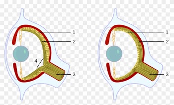 Vertebrates And Octopuses Developed The Camera Eye - Vertebrates And Octopuses Developed The Camera Eye