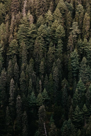 Vertical Greens