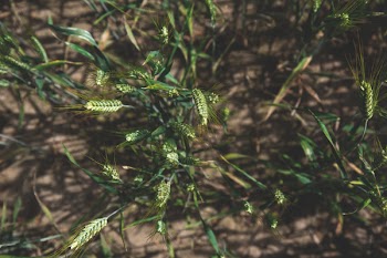 Vertical shot of triticale