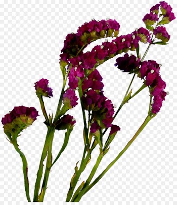 Vervain Amaranth Cut flowers Annual plant Plant stem -  