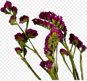 Vervain Annual plant Herbaceous plant Amaranth Plant stem -  