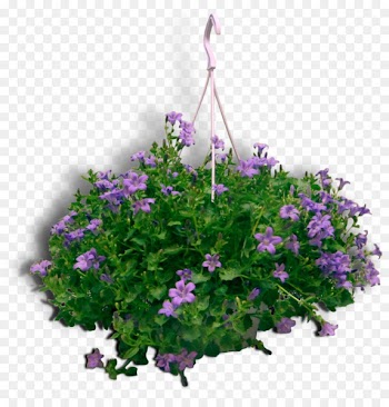 Vervain Annual plant Herbaceous plant Crane's-bill Lavender - campanulaceae ornament 