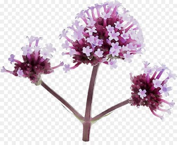 Vervain Herbaceous plant Purple Cut flowers Family M Invest d.o.o. -  