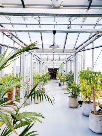 Very bright white corridor with glass and bright green plants.