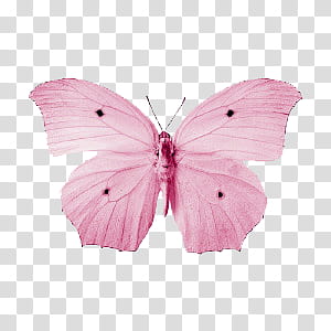 Very pink s, pink and white floral wreath transparent background PNG clipart