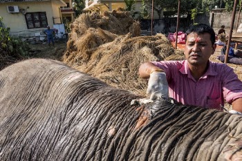 Veterinarian curing elephant's back, Sauraha, | Free Photo - rawpixel