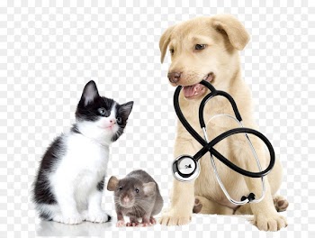 Veterinarian Veterinary medicine Pet Clinique vxe9txe9rinaire - Cats and dogs 