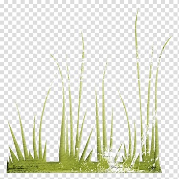 Vetiver Lawn Herbaceous plant, plant transparent background PNG clipart