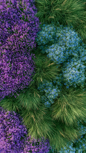 Vibrant Aerial View of Green Grass and Floral Textures