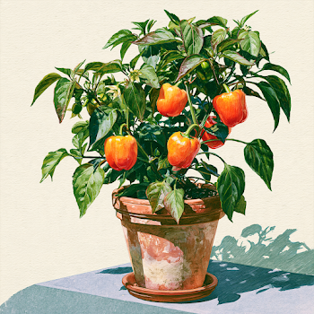 Vibrant Bell Pepper Plant in Terra Cotta Pot