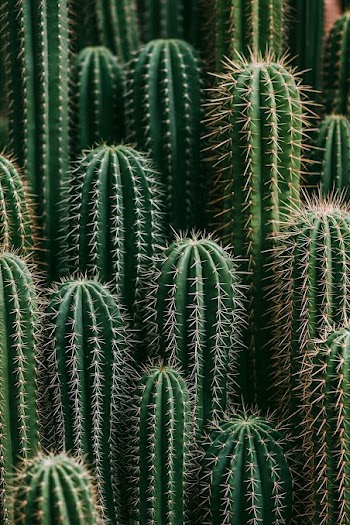 Vibrant Cactus Landscape